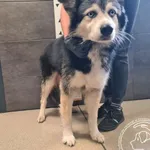 Znaleziono psa, Chełmek, 12 września 2025