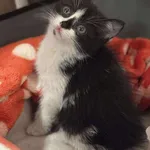 Znaleziono kota, Lublin, 12 września 2025