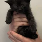 Znaleziono kota, Lublin, 10 września 2025