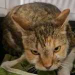 Znaleziono kota, Racławice, 12 września 2025