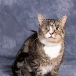 Kot do adopcji, Gdańsk, 12 września 2025