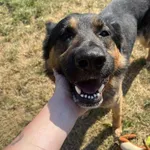 Pies do adopcji, Konin, 23 maja 2025