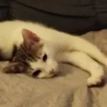 Oddam kota, Tychy, 13 września 2025