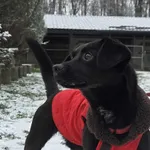 Pies do adopcji, Zgierz, 12 września 2025