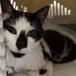 Znaleziono kota, Lublin, 10 września 2025