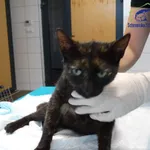 Znaleziono kota, Szczecin, 12 września 2025