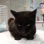 Znaleziono kota, Szczecin, 12 września 2025