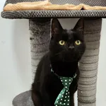 4734/126/25 - Omen  data przyjęcia - 13.09.2025