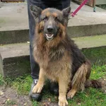 GB/16/8/25 Hagrid  - data przyjęcia - 15.09.2025