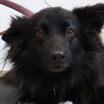 Znaleziono psa, Łódź, 13 września 2025