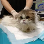 Znaleziono kota, Szczecin, 13 września 2025