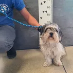 Przyjęty: 2025-09-15 Gmina: Pszczyna Płeć: Suka Opis: w typie shihtzu, biało-szare