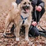 Pies do adopcji, Milanówek, 1 grudnia 2025