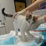 Znaleziono kota, Szczecin, 14 września 2025