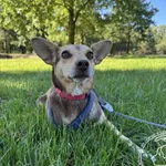 Pies do adopcji, Chełmek, 9 listopada 2024