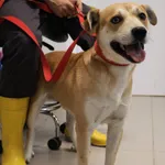 Znaleziono psa, Łódź, 13 września 2025