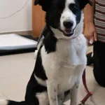 Znaleziono psa, Łódź, 13 września 2025