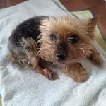 York , chyba młoda  sunia bez smyczy