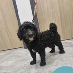 Znaleziono psa, Gdynia, 11 września 2025