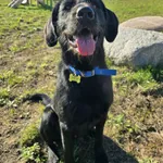 Znaleziono psa, Szczecin, 16 września 2025