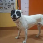 Piesek znaleziony w Pobiedziskach