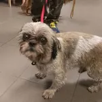 Pies odnaleziony w dniu 15.09.2025 r. przy ul. Orlej.