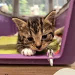 Znaleziono kota, Gdynia, 10 września 2025