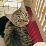 Znaleziono kota, Gdynia, 10 września 2025