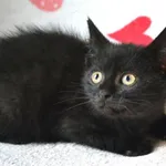 Kot do adopcji, Chełmek, 29 sierpnia 2025