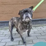 Znaleziono psa, Gdynia, 12 września 2025