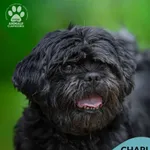 Pies do adopcji, Gdynia, 16 września 2025