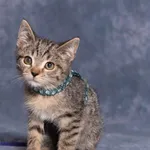 Kot do adopcji, Gdańsk, 16 września 2025