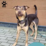 Znaleziono psa, Gdynia, 15 września 2025