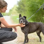 Pies do adopcji, Nowodwór, 15 września 2025