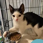 Znaleziono kota, Gdynia, 11 września 2025