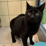 Znaleziono kota, Gdynia, 13 września 2025