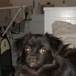 W parku nad Jasieniem znaleziono suczkę w dniu 15.09