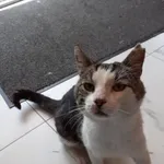 Zaginął kot, Łęgowo, 17 września 2025