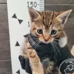 Przyjęty: 2025-09-16 Gmina: Osiek Płeć: Kocur Opis: europejska, buro-białe