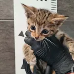 Przyjęty: 2025-09-16 Gmina: Osiek Płeć: Kocur Opis: europejska, buro-białe