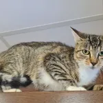 Znaleziono kota, Chełmek, 12 września 2025