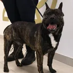 Znaleziono psa, Łódź, 17 września 2025