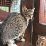 Znaleziono kota, Chełmek, 12 września 2025