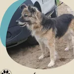 Znaleziono psa, Dąbrówka, 14 września 2025