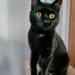 Zaginął kot, Gdynia, 17 września 2025