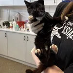 Znaleziono kota, Szczecin, 16 września 2025