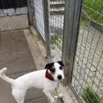 Znaleziono psa, Gdańsk, 16 września 2025