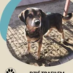 Znaleziono psa, Dąbrówka, 15 września 2025