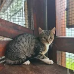 Znaleziono kota, Chełmek, 12 września 2025