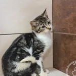 Znaleziono kota, Chełmek, 11 września 2025